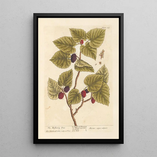 Elizabeth Blackwell - The mulberry tree.webp