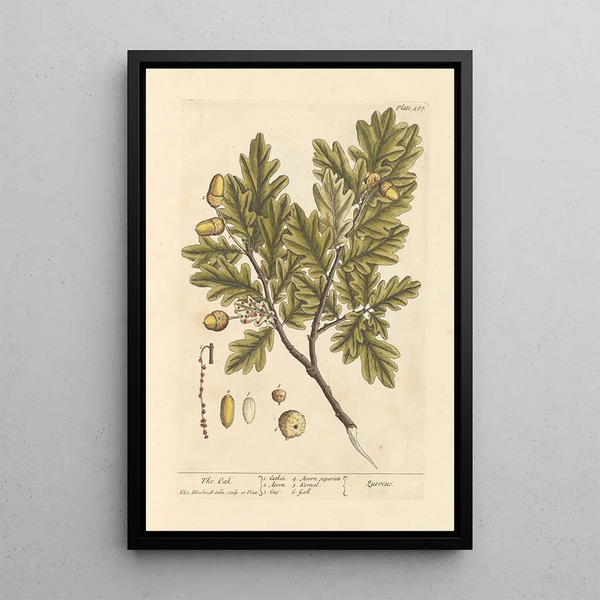 Il quercia - Elizabeth Blackwell — quadro incorniciato alla parete