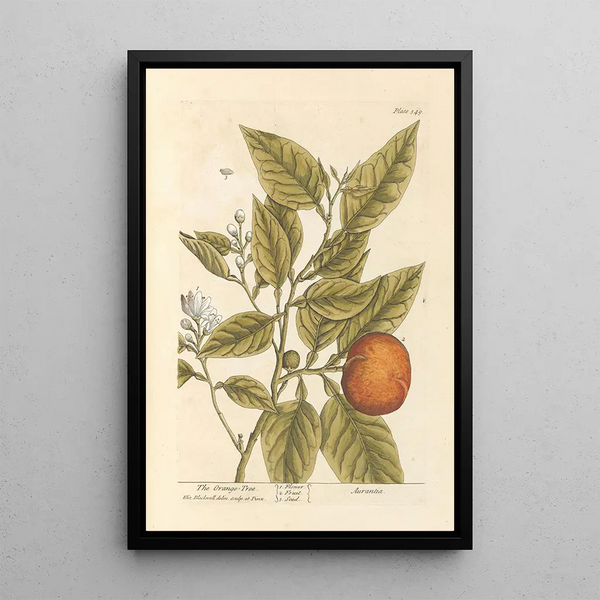 L'oranger - Elizabeth Blackwell — gerahmtes Bild an der Wand