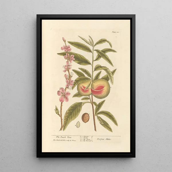 Der Pfirsichbaum - Elizabeth Blackwell — gerahmtes Bild an der Wand