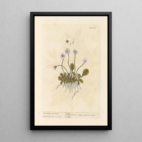 La petite marguerite sauvage - Elizabeth Blackwell — gerahmtes Bild an der Wand