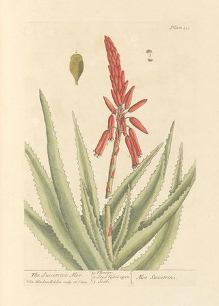 Elizabeth Blackwell - The succotrine aloe.webp