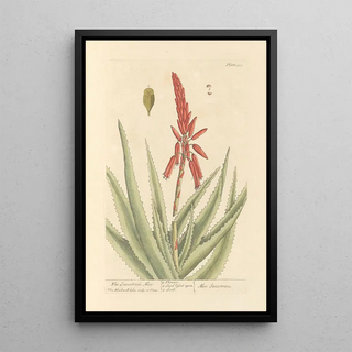 Elizabeth Blackwell - The succotrine aloe.webp