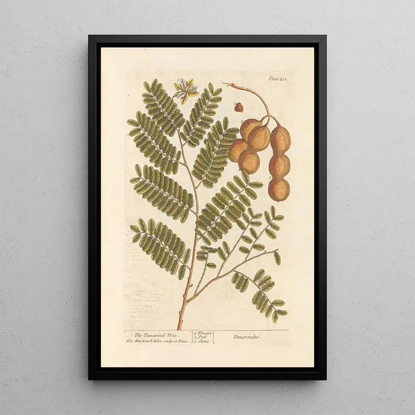 Der Tamarindenbaum - Elizabeth Blackwell — gerahmtes Bild an der Wand