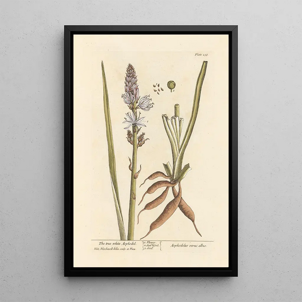 Der wahre weiße Asphodel - Elizabeth Blackwell — gerahmtes Bild an der Wand