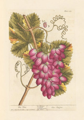 Elizabeth Blackwell - The vine.webp