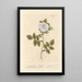 La rosa bianca - Elizabeth Blackwell — quadro incorniciato alla parete
