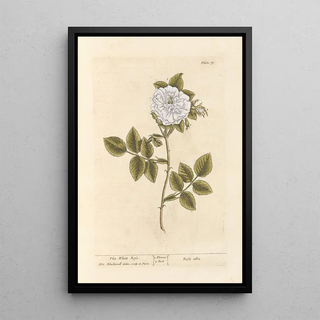 Elizabeth Blackwell - The white rose.webp