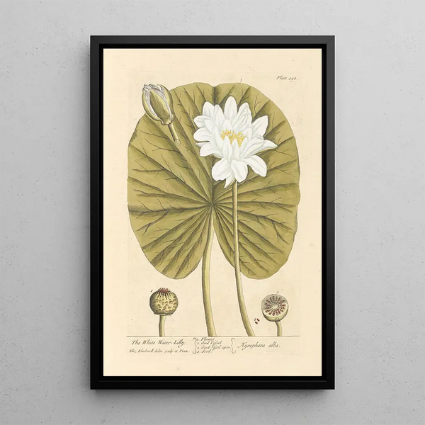 Elizabeth Blackwell - The white water lilly.webp