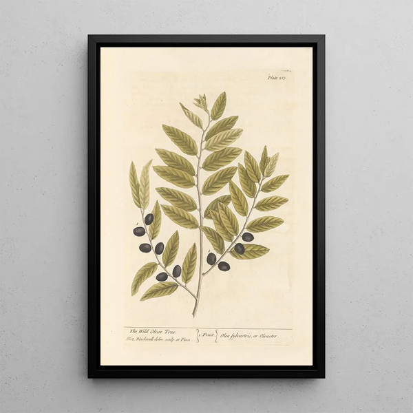 Elizabeth Blackwell - The wild olive tree.webp