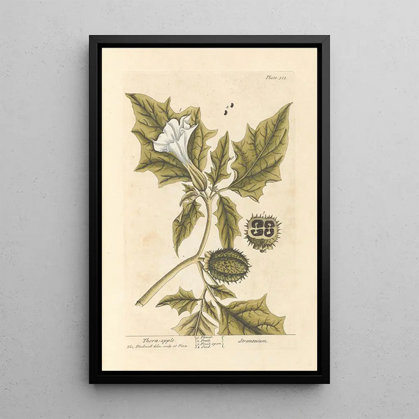 Elizabeth Blackwell - Thorn apple.webp