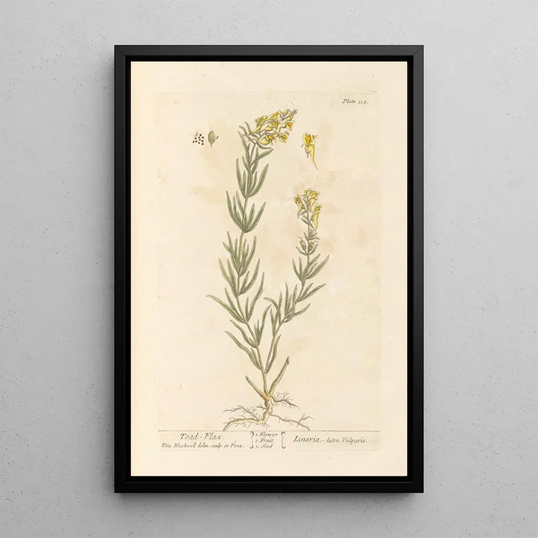 Elizabeth Blackwell - Toadflax.webp