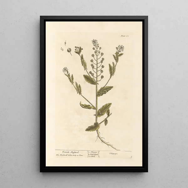 Elizabeth Blackwell - Treacle mustard.webp