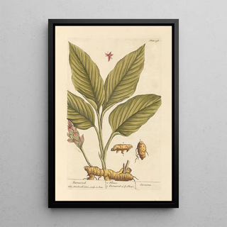 Elizabeth Blackwell - Turmerick.webp