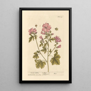 Elizabeth Blackwell - Vervain mallow.webp