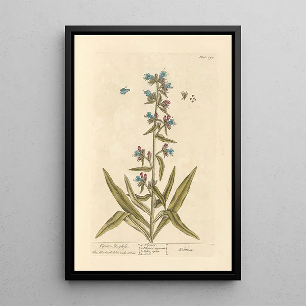 Elizabeth Blackwell - Vipers bugloss.webp