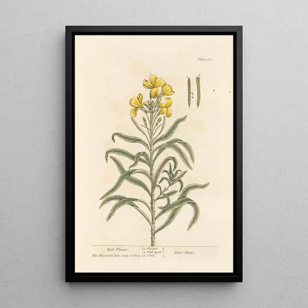 Elizabeth Blackwell - Wallflower.webp