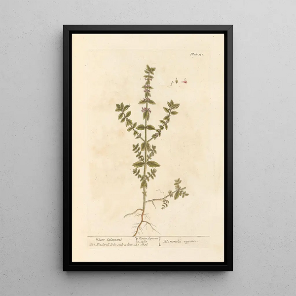 Elizabeth Blackwell - Water calamint.webp
