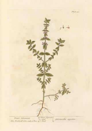Elizabeth Blackwell - Water calamint.webp