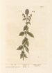 Menthe aquatique - Elizabeth Blackwell — vista dell’opera