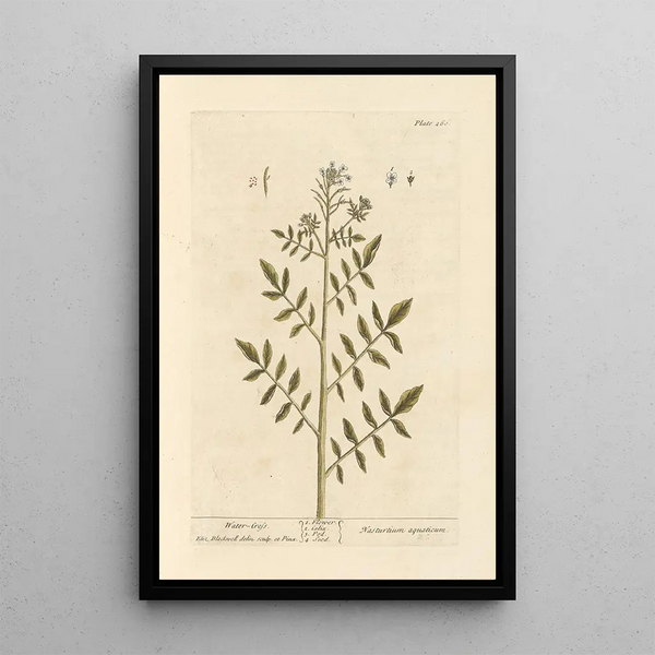 Elizabeth Blackwell - Watercress.webp