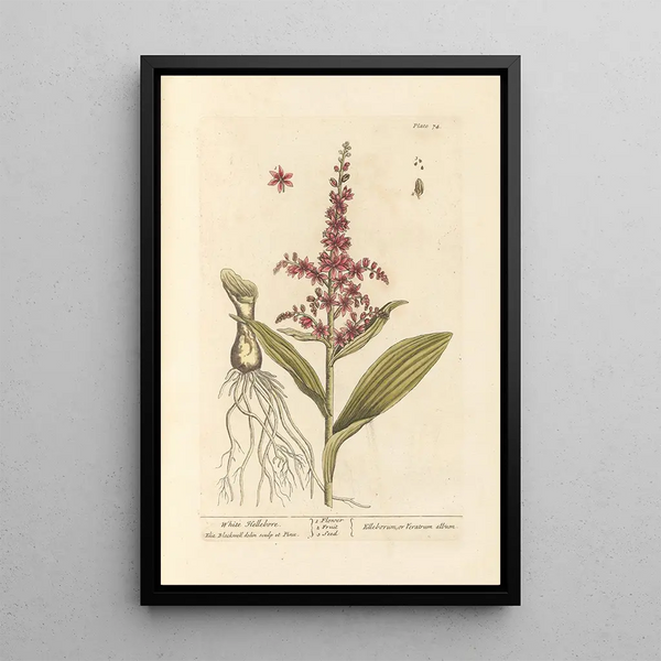 Elizabeth Blackwell - White hellebore.webp