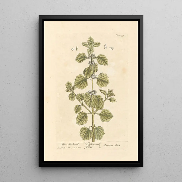 Elizabeth Blackwell - White horehound.webp