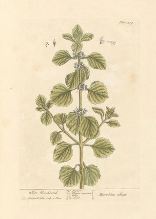 Elizabeth Blackwell - White horehound.webp