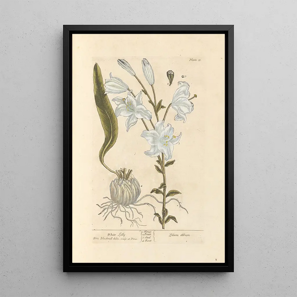 Elizabeth Blackwell - White lilly.webp