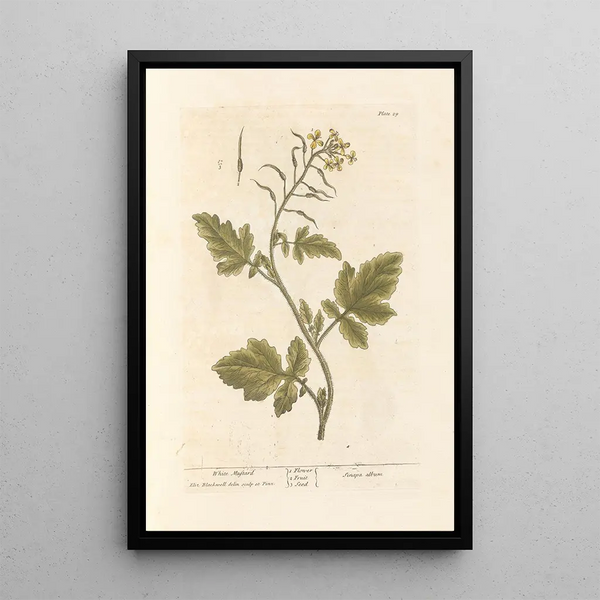 Elizabeth Blackwell - White mustard.webp