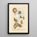 Mohn weiß - Elizabeth Blackwell — gerahmtes Bild an der Wand