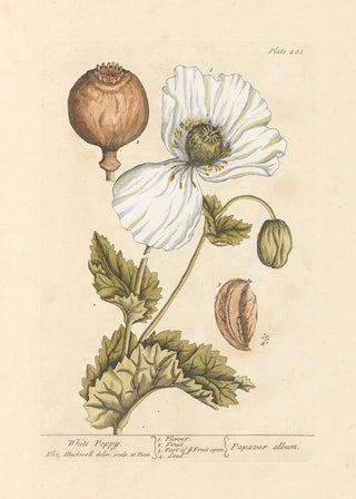 Elizabeth Blackwell - White poppy.webp