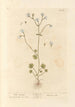 Saxifrage bianca - Elizabeth Blackwell — vista dell’opera