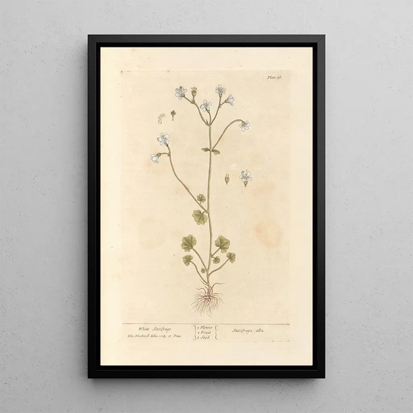 Elizabeth Blackwell - White saxifrage.webp
