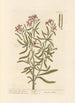 Julienne bianca - Elizabeth Blackwell — vista dell’opera