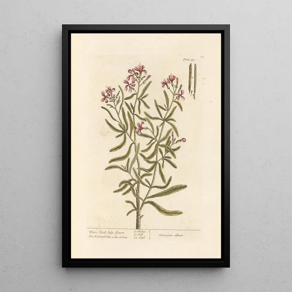 Elizabeth Blackwell - White stock Julyflower.webp