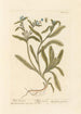 Wildes Buglosse - Elizabeth Blackwell — Ansicht des Kunstwerks