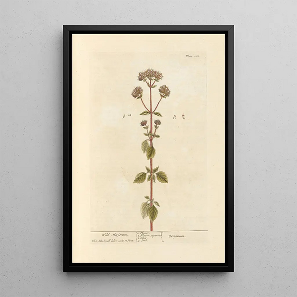 Elizabeth Blackwell - Wild marjoram.webp