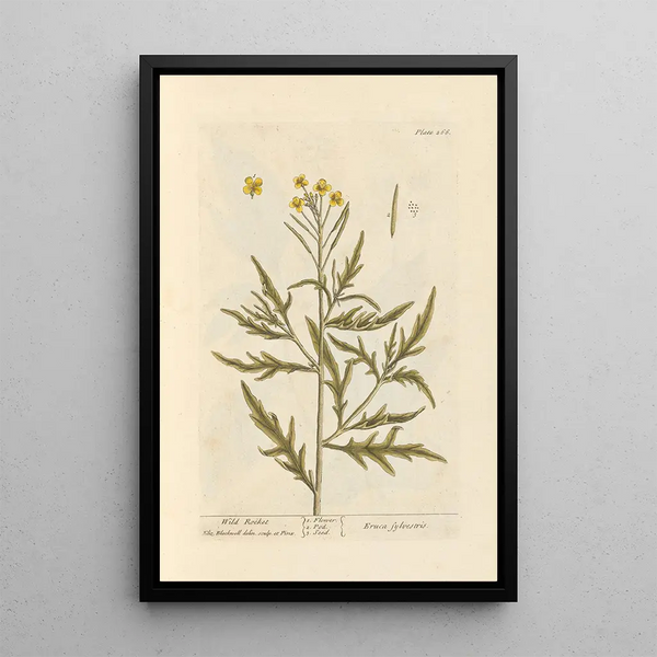Elizabeth Blackwell - Wild rocket.webp