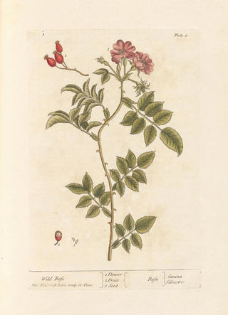 Elizabeth Blackwell - Wild rose.webp