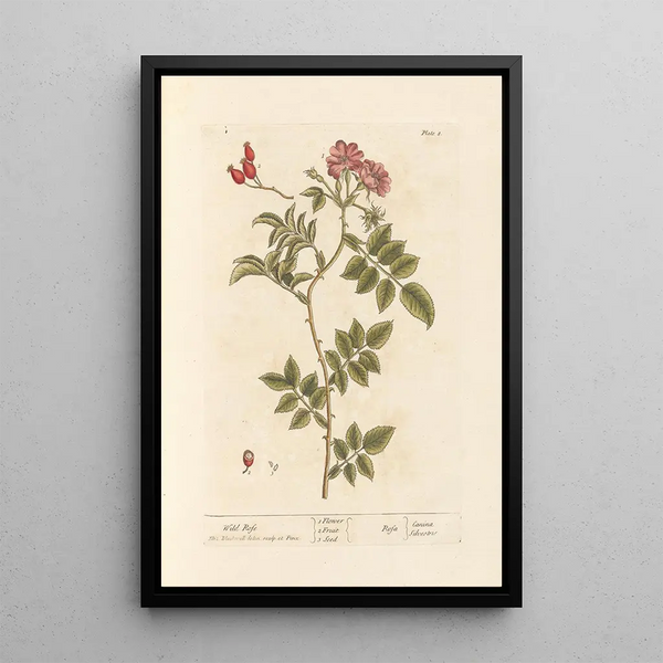 Elizabeth Blackwell - Wild rose.webp