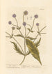 Scabieuse sauvage - Elizabeth Blackwell — vista dell’opera