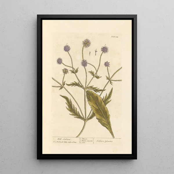 Elizabeth Blackwell - Wild scabious.webp