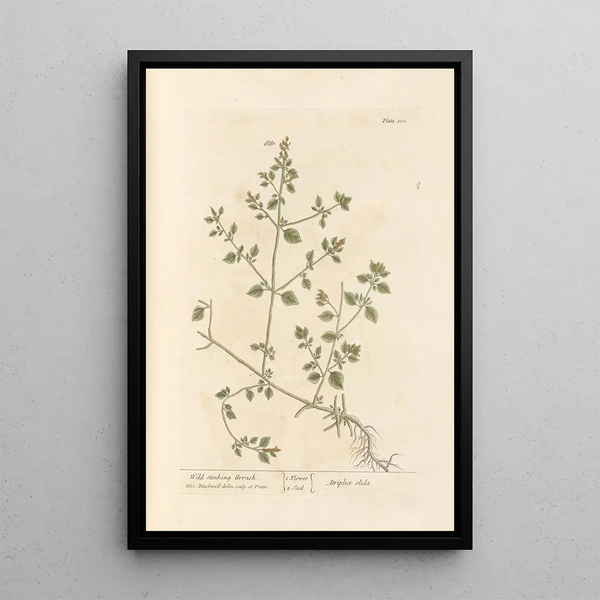 Elizabeth Blackwell - Wild stinking arrach.webp