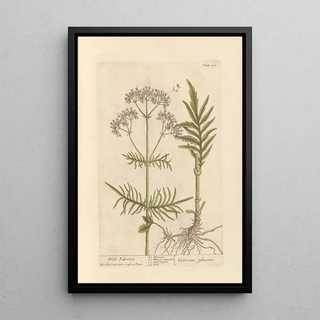 Elizabeth Blackwell - Wild valerian.webp