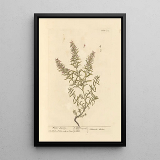Elizabeth Blackwell - Winter savory.webp