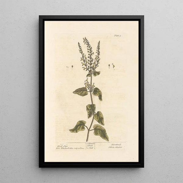 Elizabeth Blackwell - Wood sage.webp