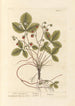 Waldbeeren - Elizabeth Blackwell — Ansicht des Kunstwerks