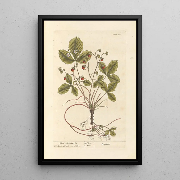 Elizabeth Blackwell - Wood strawberries.webp