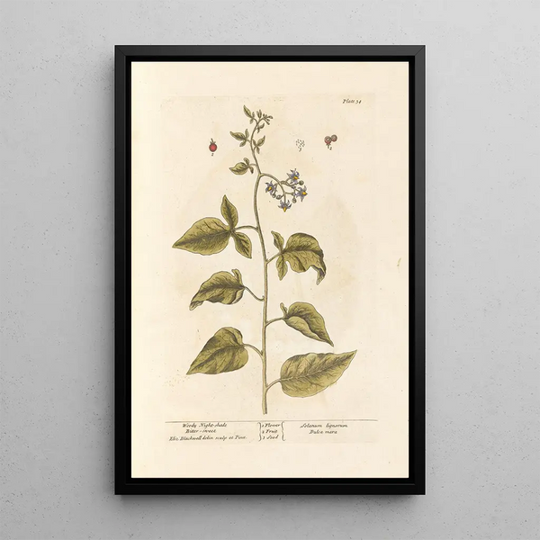 Elizabeth Blackwell - Woody nightshade Bittersweet.webp